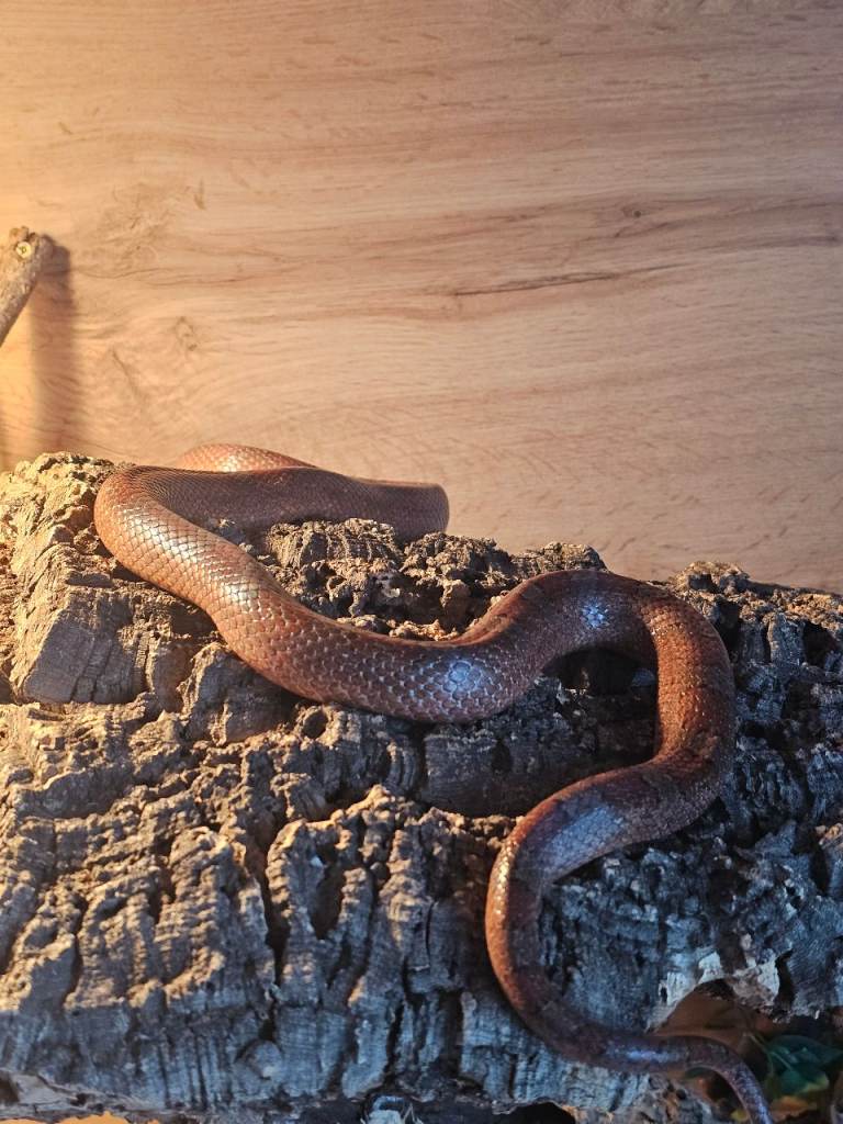 Beautiful pair of proven breeding corn snakes 4ft long