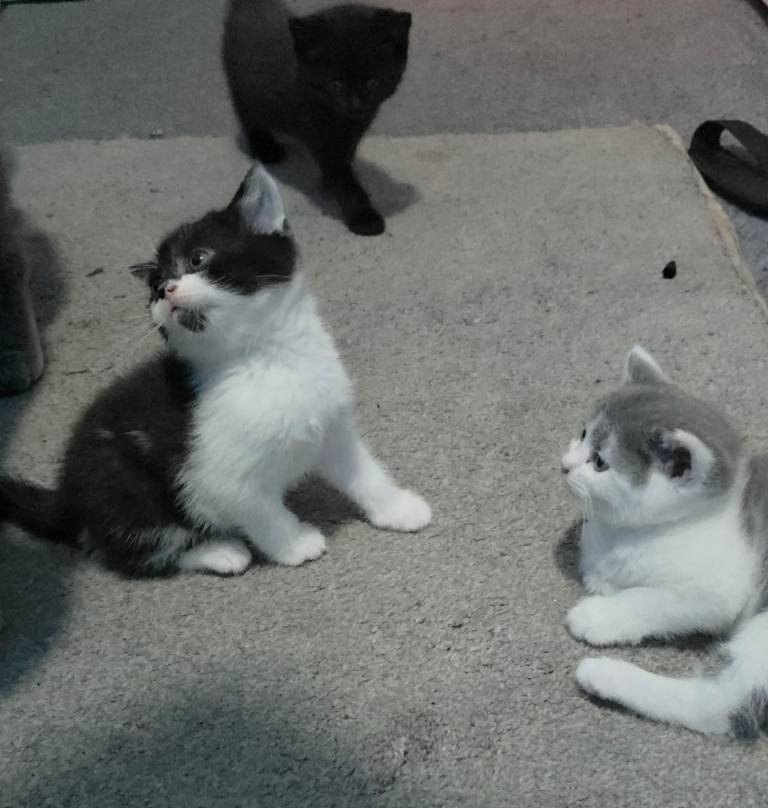 British Shorthair X kittens READY TO LEAVE