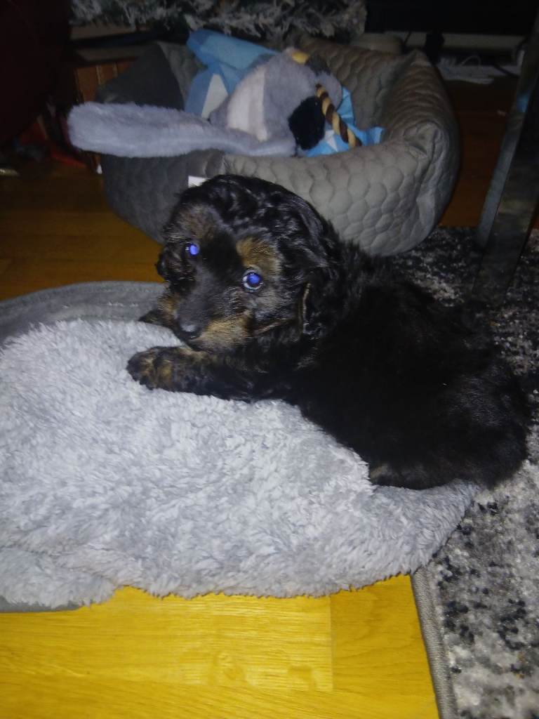 Daushund Toy Poddle Mix