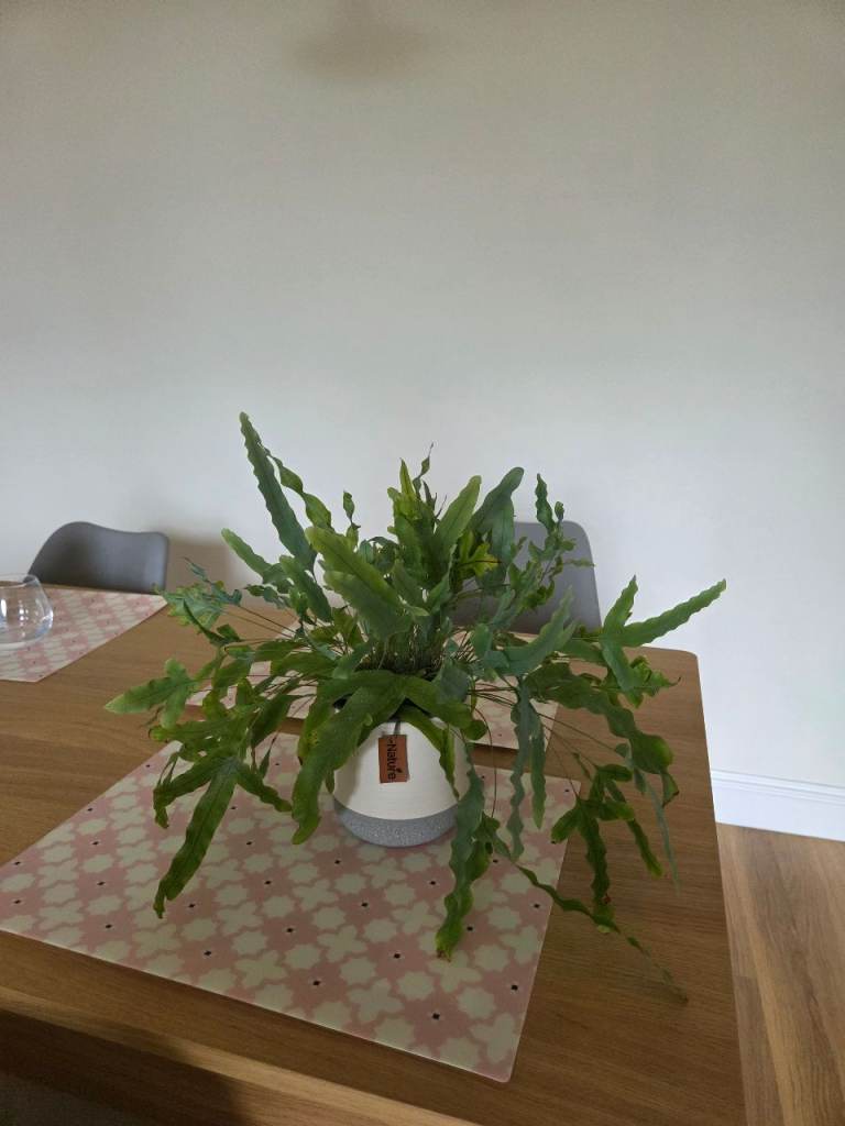 Healthy Green Houseplant in Grey Pot – Good Condition