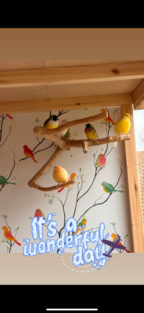 Healthy Birds For Sale