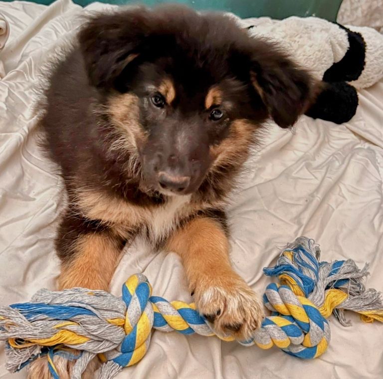 Stunning German Shepherd Puppy For Sale – Health Tested & Loving Home Sought