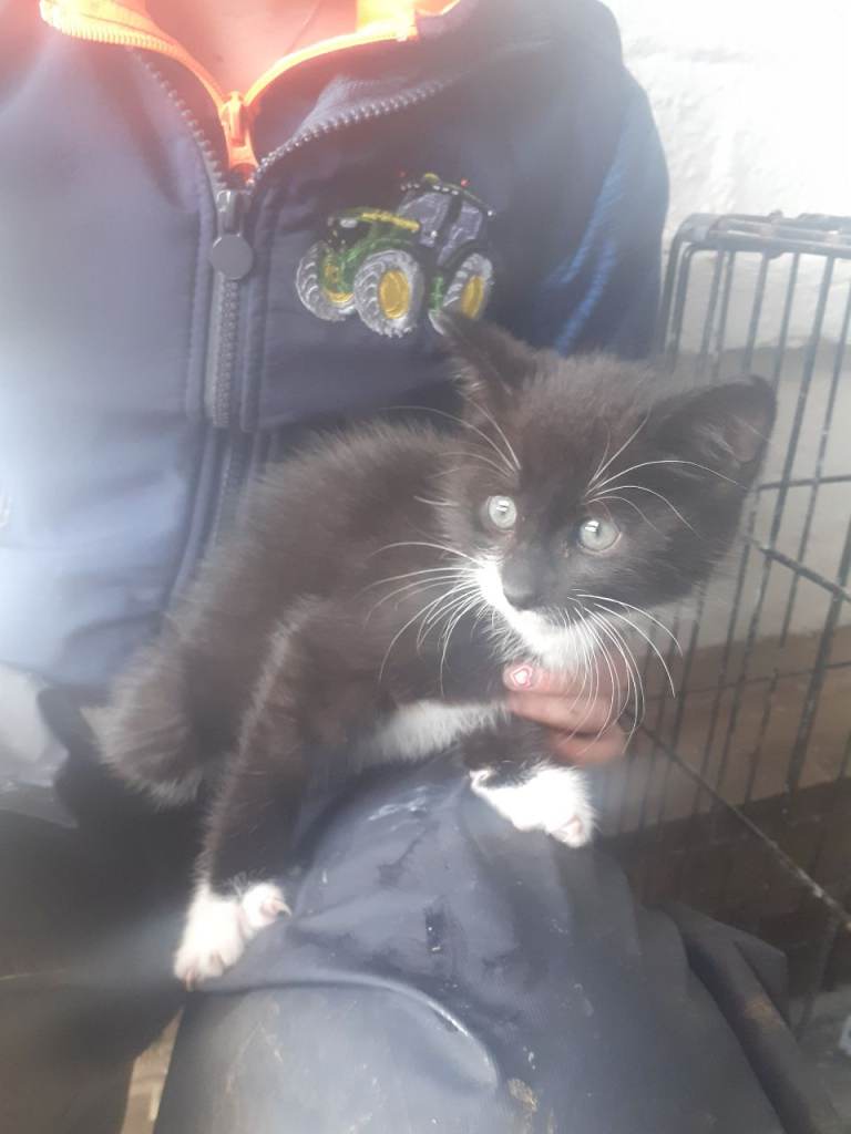 Kittens