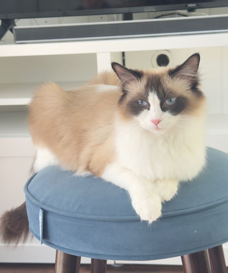 Adorable Ragdoll x Turkish Angora Kittens – Fluffy, Playful & Ready for Loving Homes 