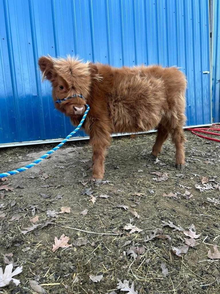 Mini Highland cows—perfect for families, small farms