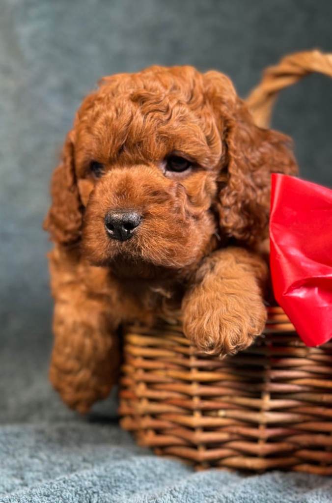 F1B Ruby Cavapoo exquisite health tested boutique breeder