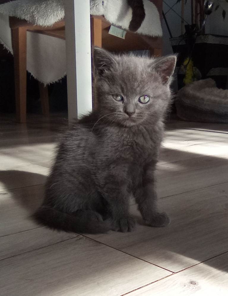 Beautiful Mixed Breed Kittens 