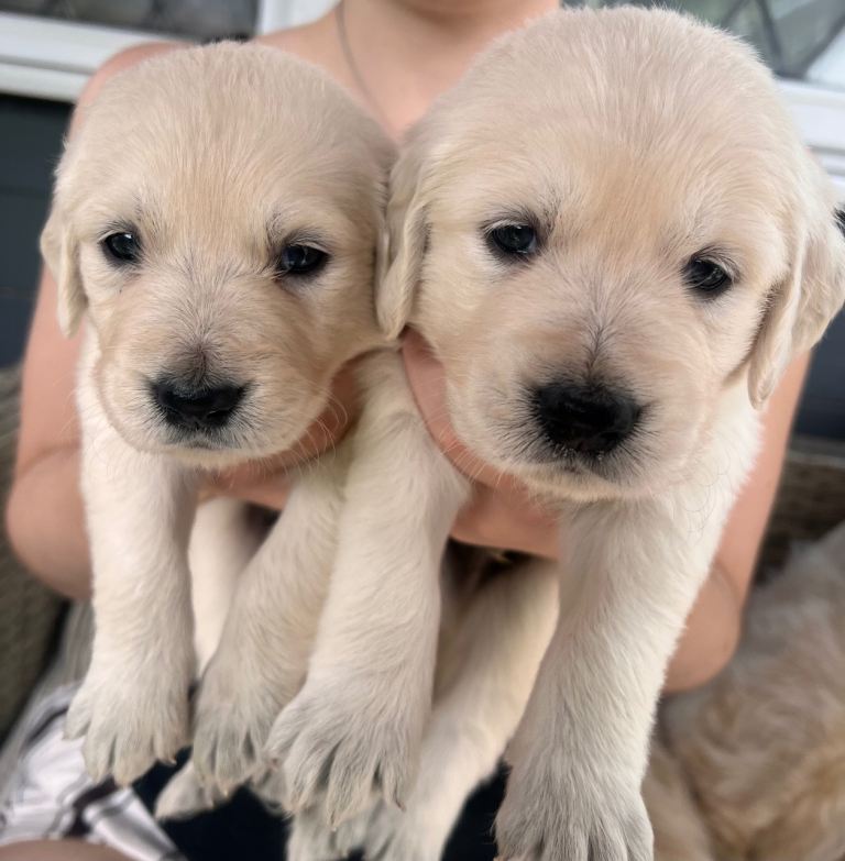 Exceptional Golden retriever puppy