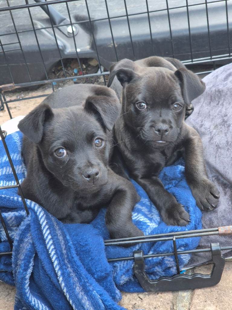 Mix breed