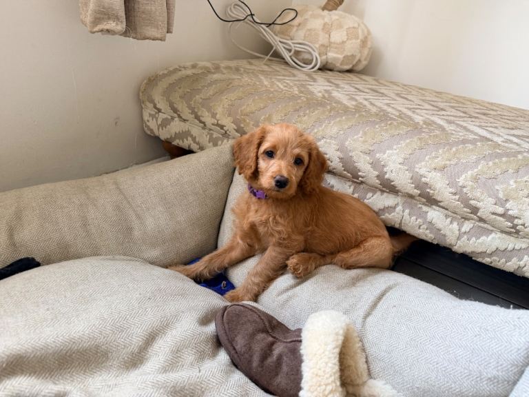 Labradoodle puppies 