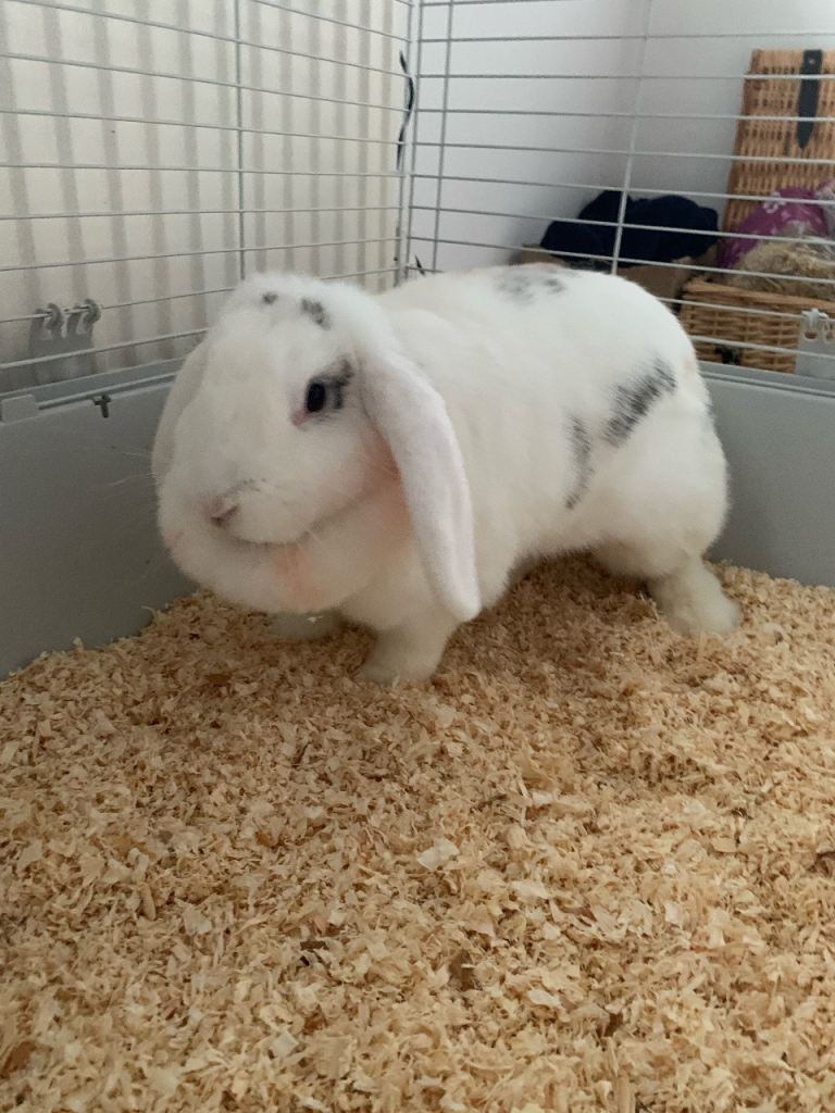 Lola is a very sweet girl. 