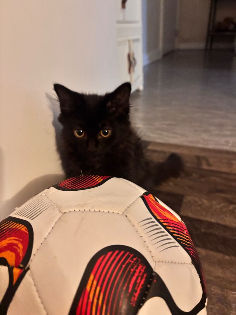 Kittens for adoption