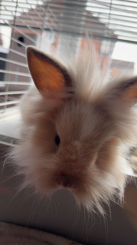 10 month old dwarf x lion head rabbit for sale 