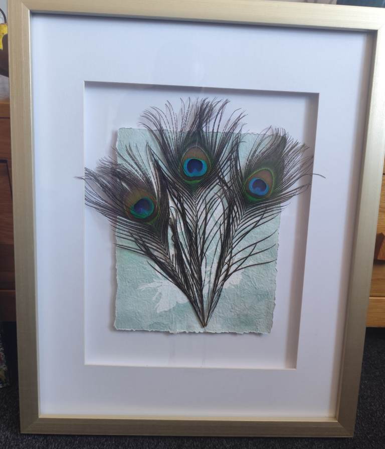 Picture collage peacock feathers 