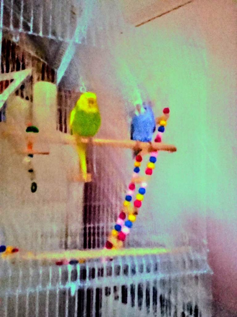 Two Budgies