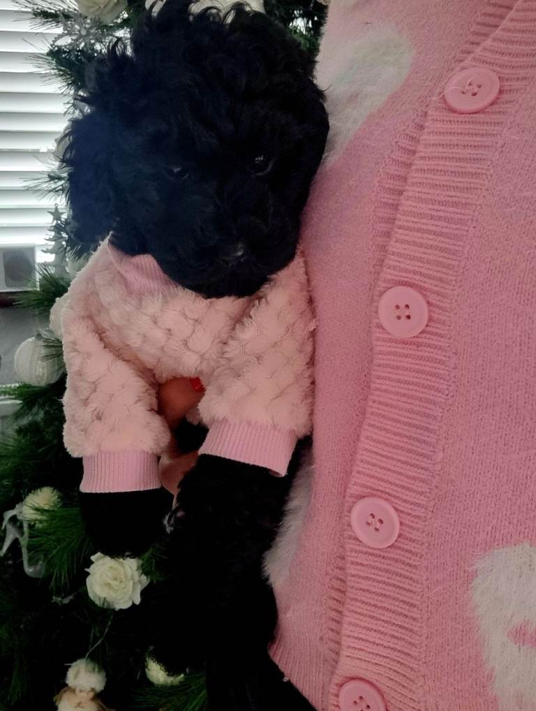 🖤 Black Toy Poodle Puppy – Female 