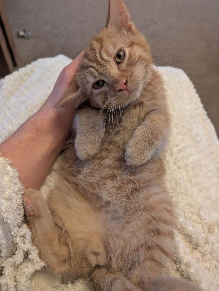 Amazingly Raised Male Ginger Kitten