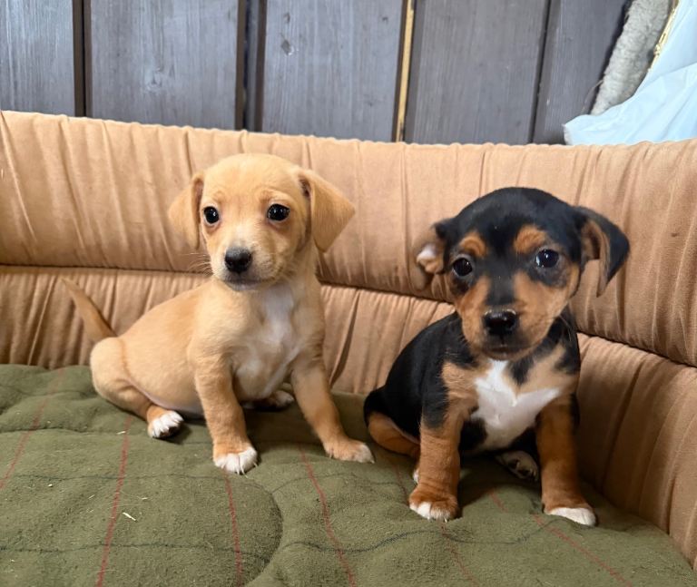Beautiful Jack Rusell pups 