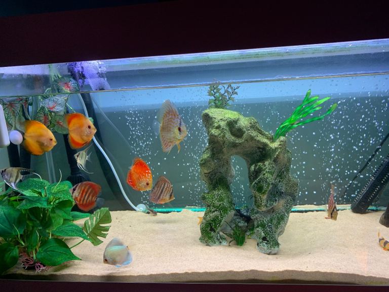 Large fish tank aquarium ornament 