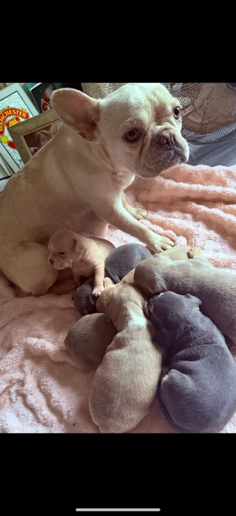 French x pocket bull pups