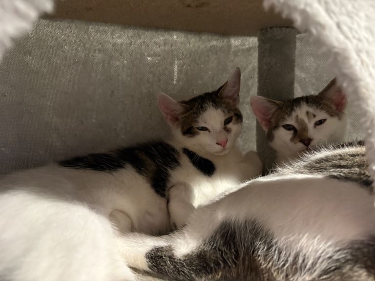 2 male kittens 17 weeks