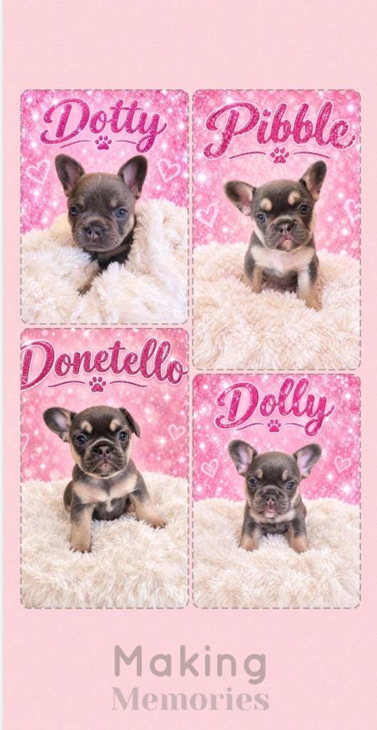 💙 EXQUISITE REAL BLUE FRENCH BULLDOG PUPPIES 💙