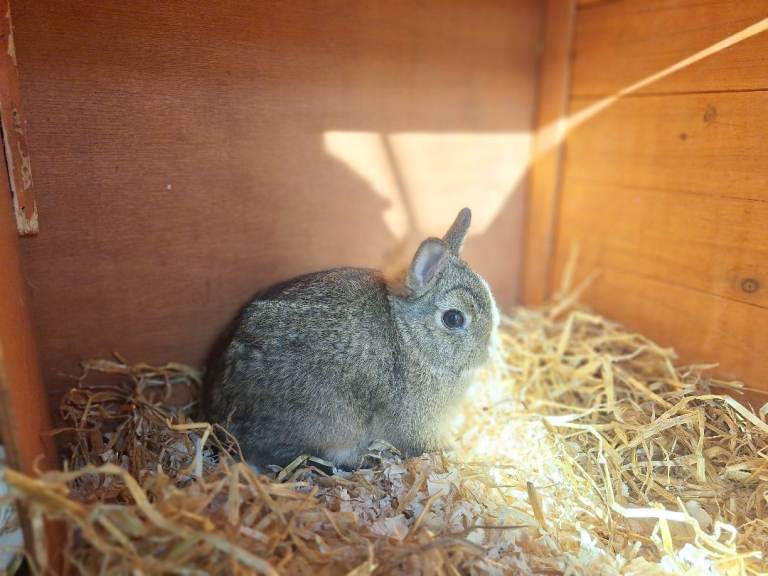Pure Bred Netherland Dwarf Rabbit