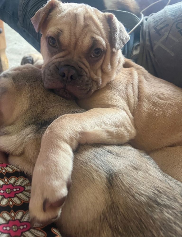 One female puppy for sale