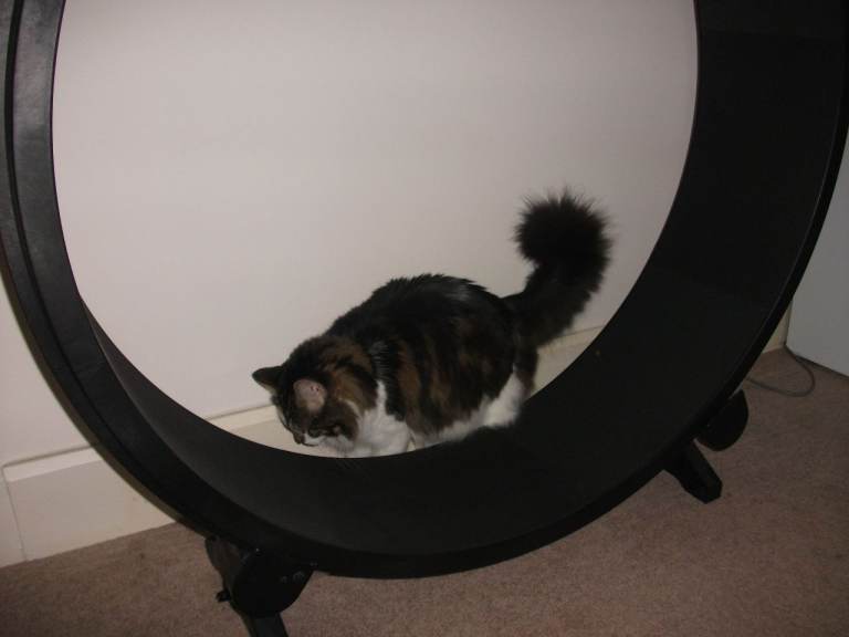 Cat Treadmill Exercise Wheel