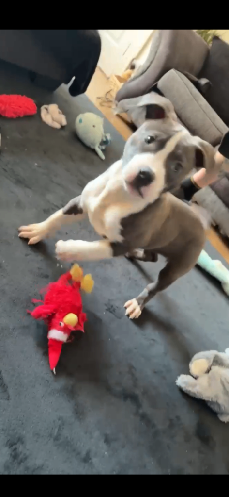 Blue Staffy girl pup 3 months old 