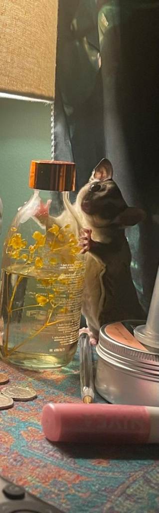 Male and female sugar glider