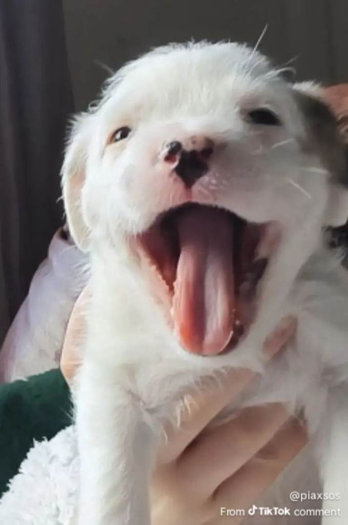 Puppy