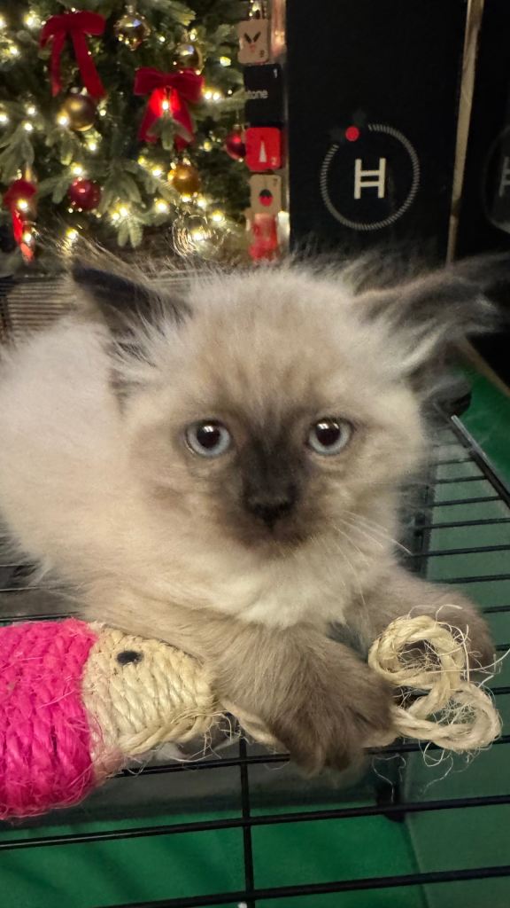1 beautiful female ragdoll kitten 