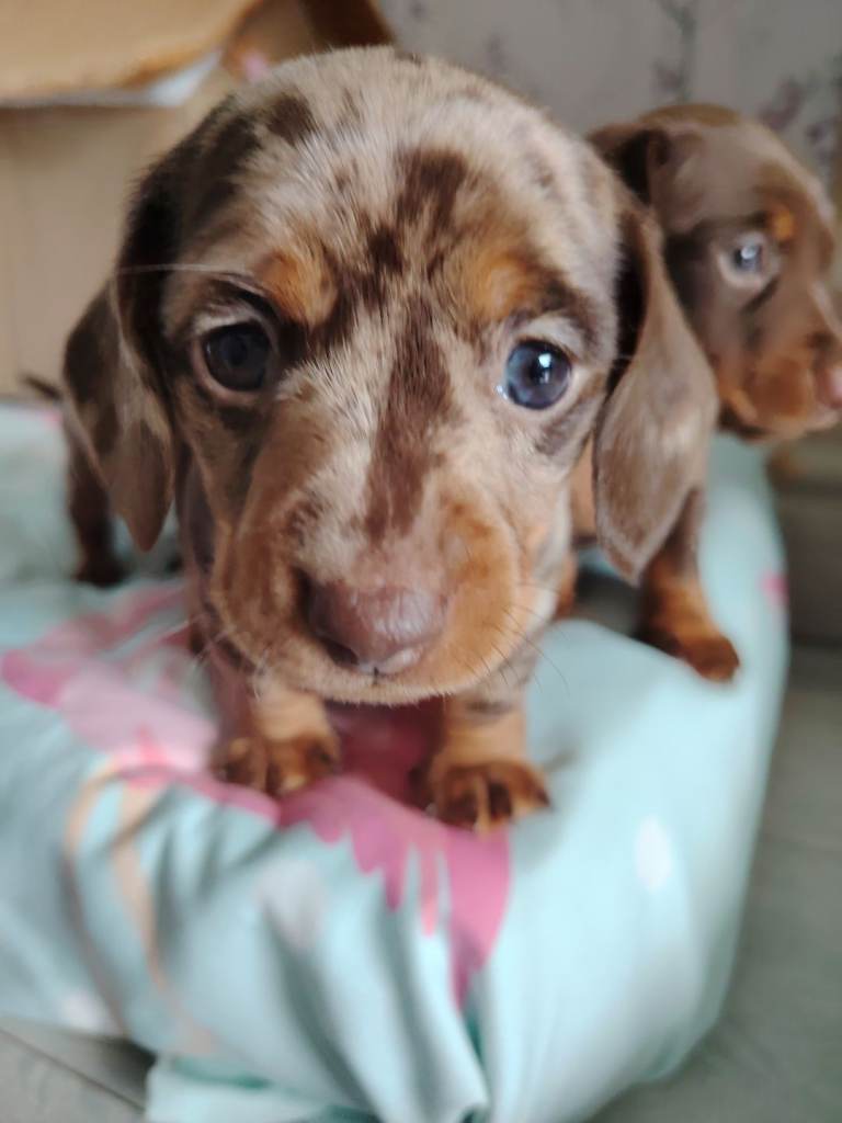 Dauschund
