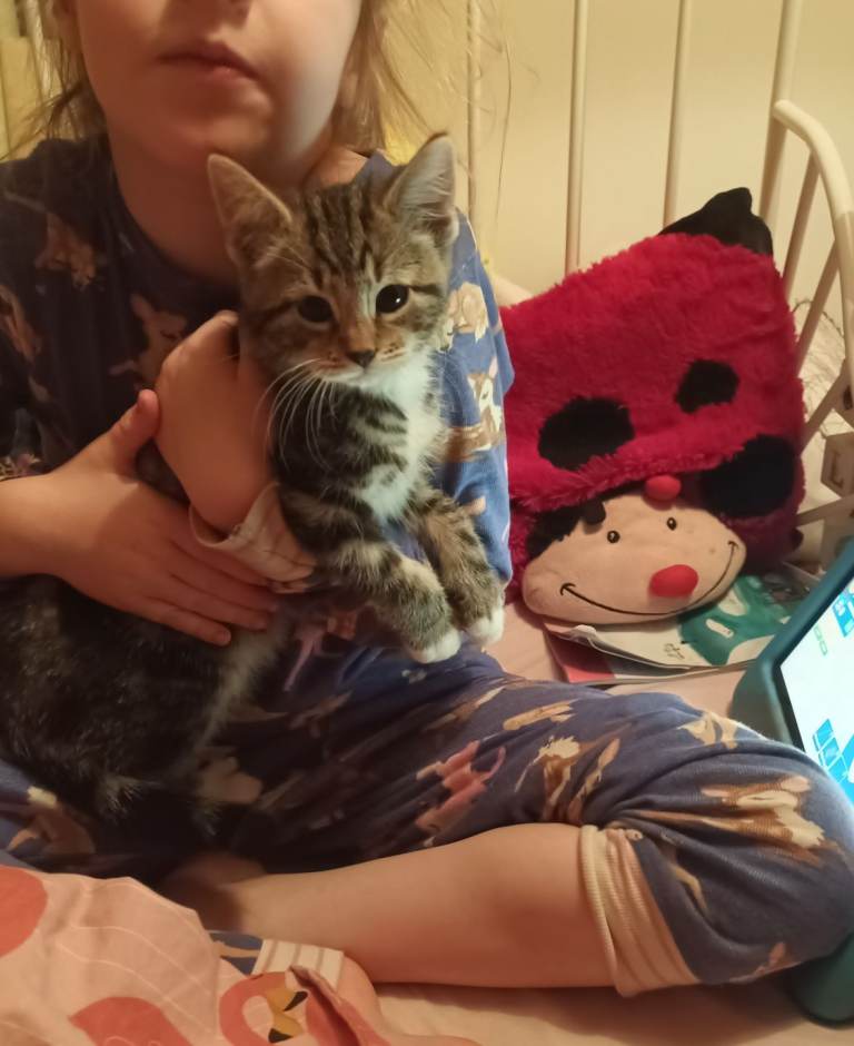 Unique Bengal x kittens