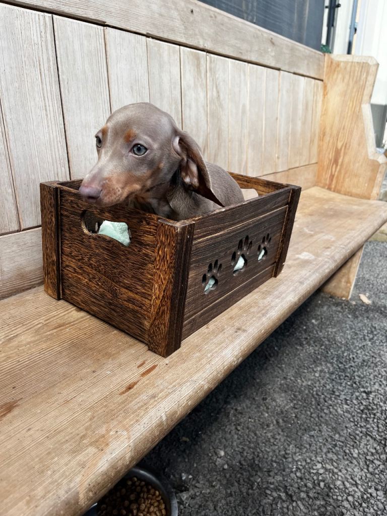 Dachshund puppies 