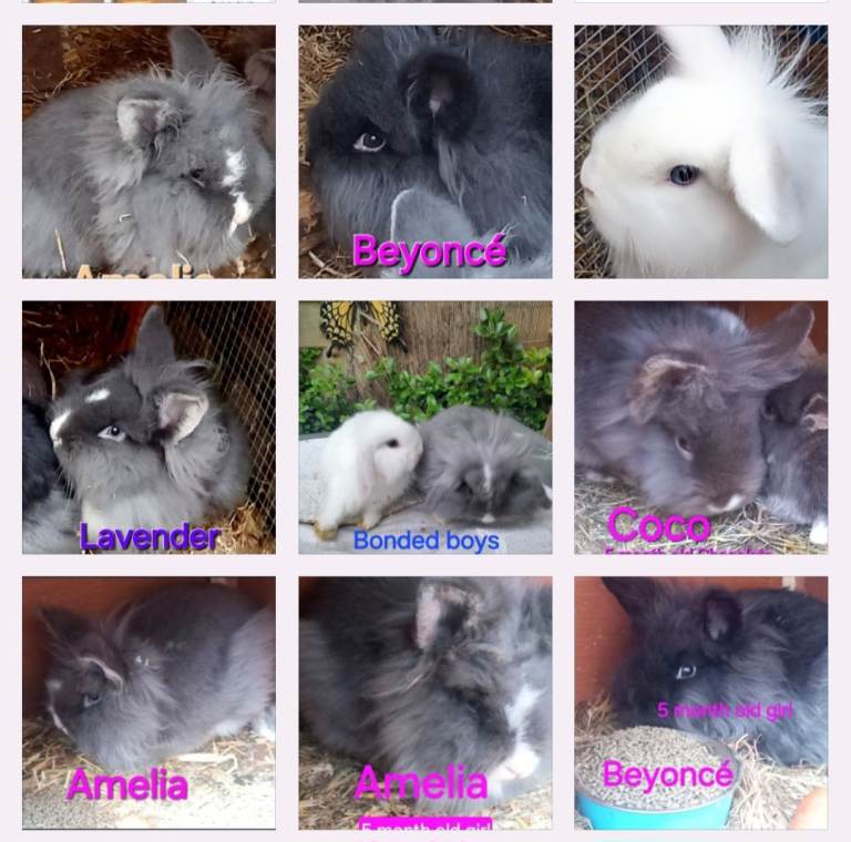 MIXED COLOURS*BLUE & BROWN EYED DOUBLE MANED LIONHEAD x CASHMERE MINILOPS