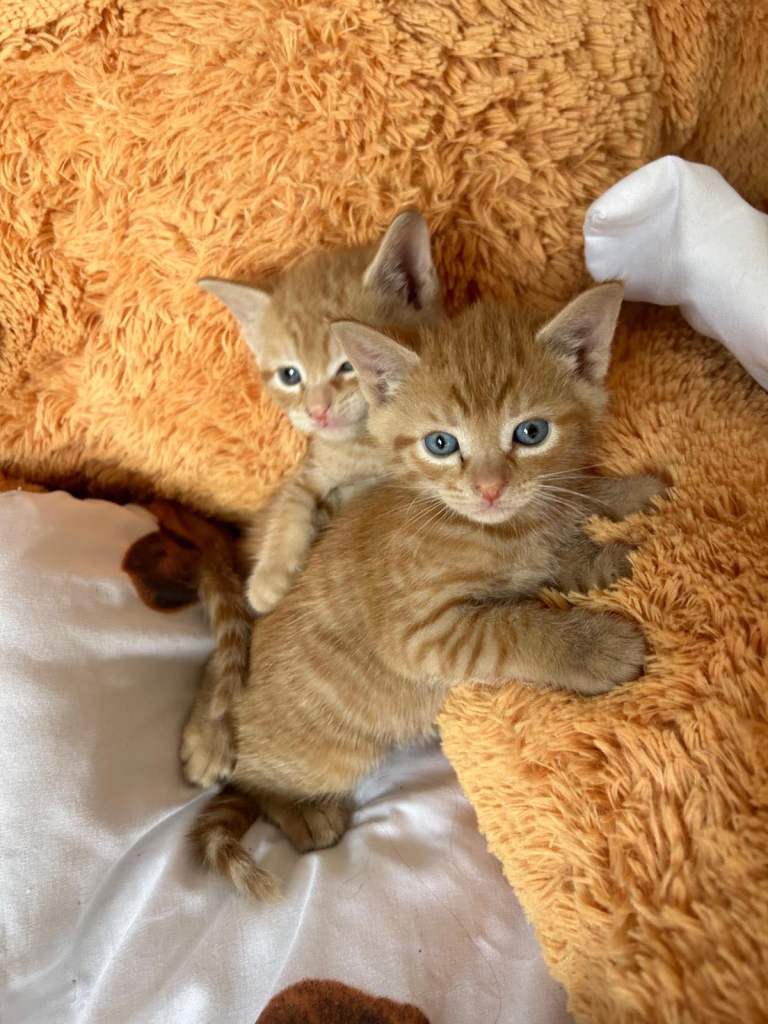Ginger kittens for sale 