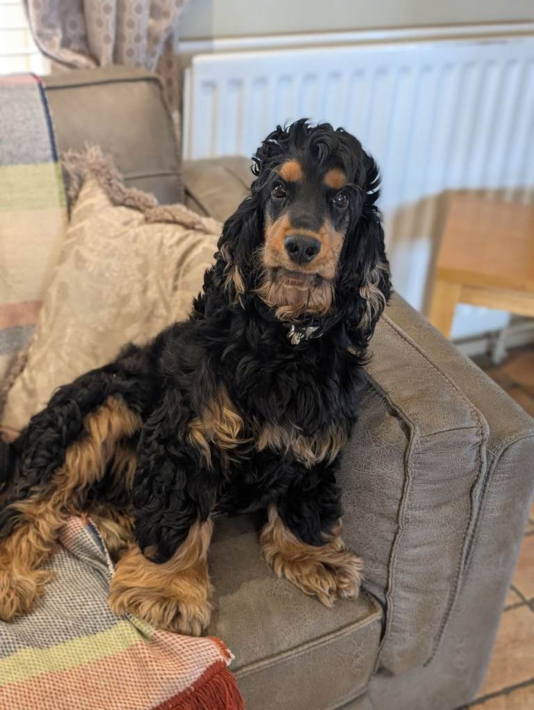Cocker spaniel 