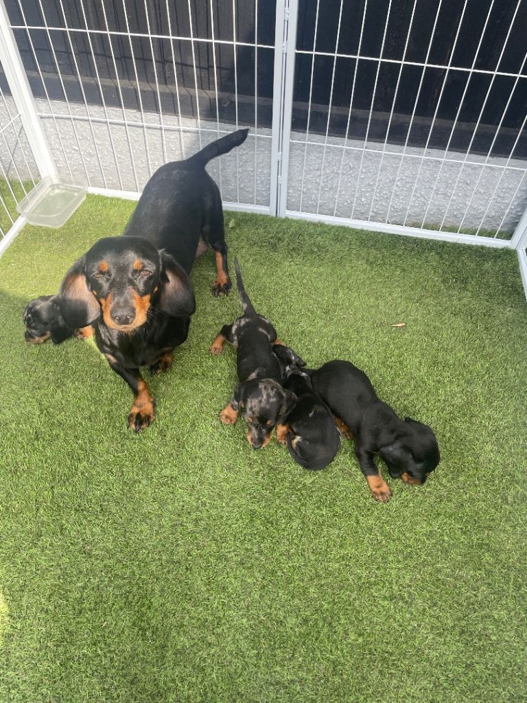 Dachshund puppies 