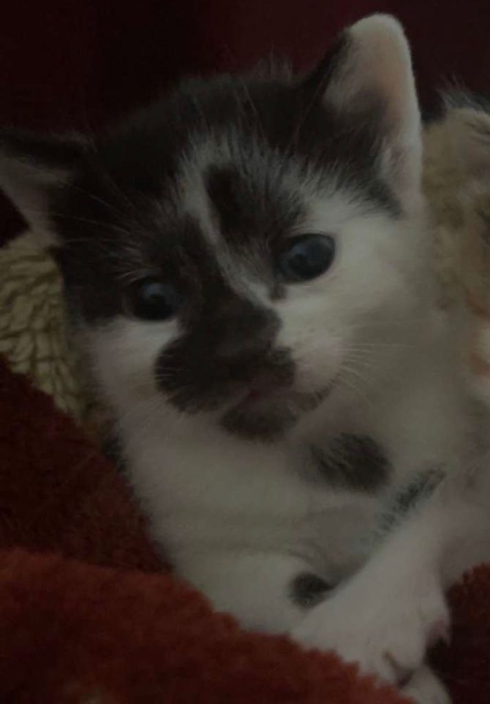 Kitten looking for home