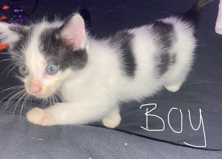 8 week old kitten, ready 3rd February 