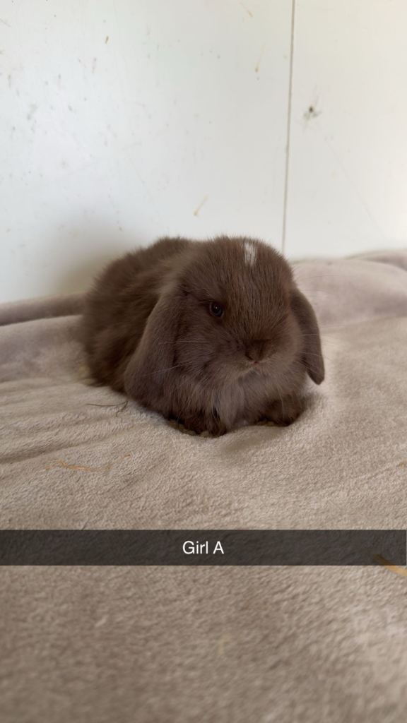 Pure breed mini lop rabbits to reserve 