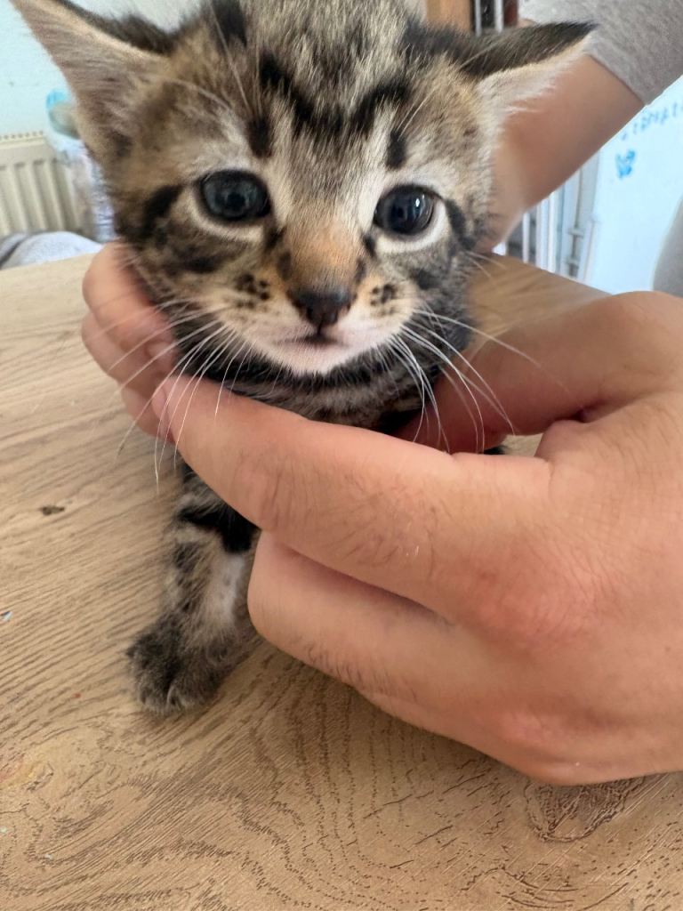 5 kittens- 2 black kittens left! 