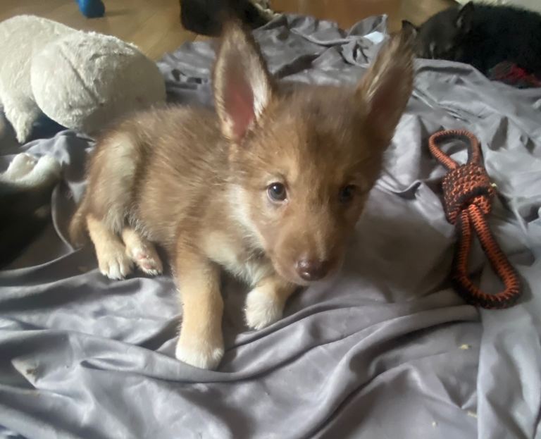3 shollie husky puppy’s left 