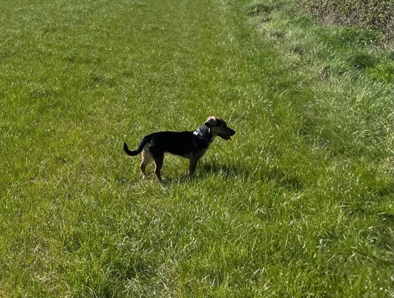 Jack Russell cross Cocker Spaniel 