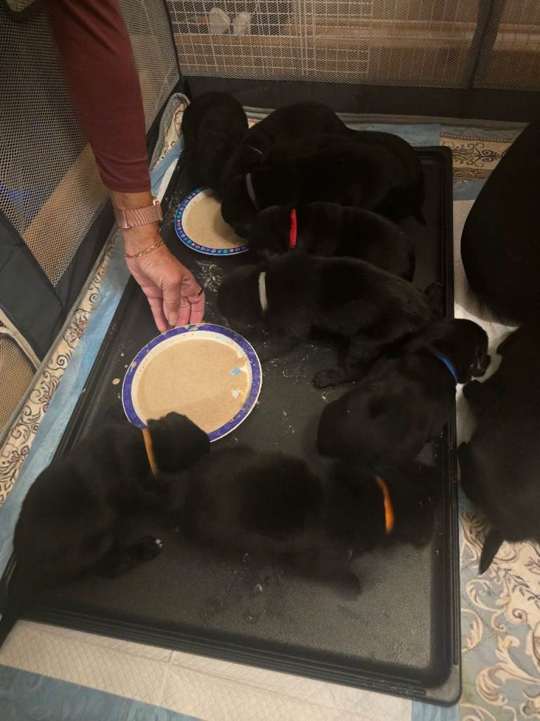 Labrador puppies
