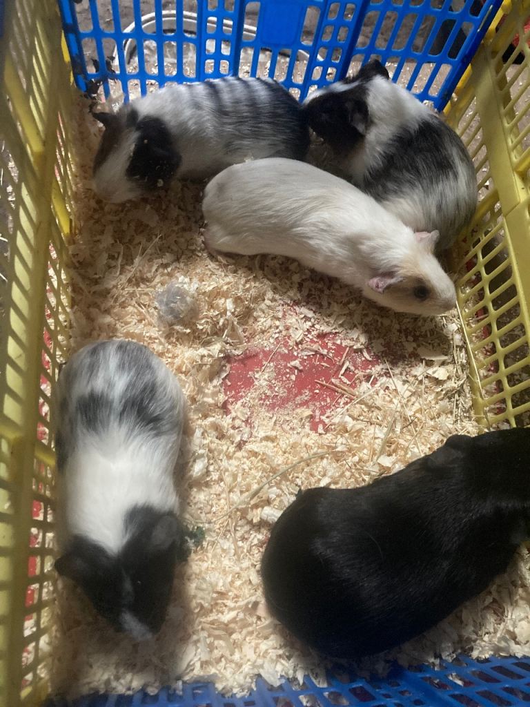 Guinea pigs