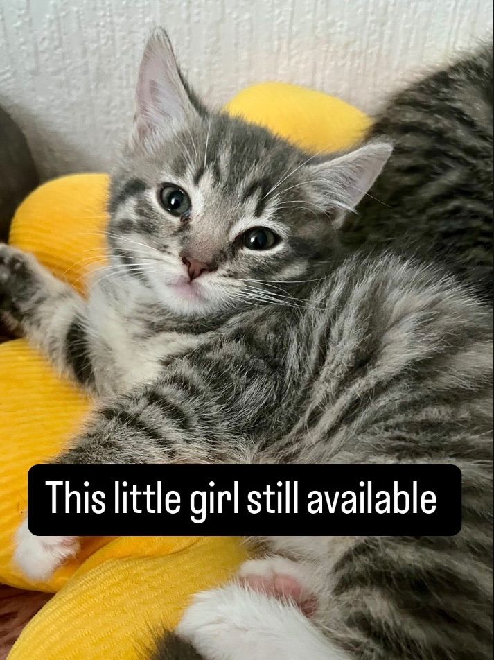 Siberian cross kittens 