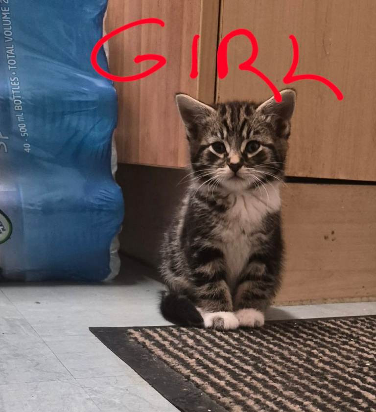 Cute and beautifull kittens for sale 